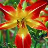 Hemerocallis Red Flag